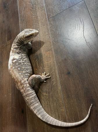 Lizard (Sacramento)63848875186817120