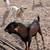 Nubian goat 4 thumbnail
