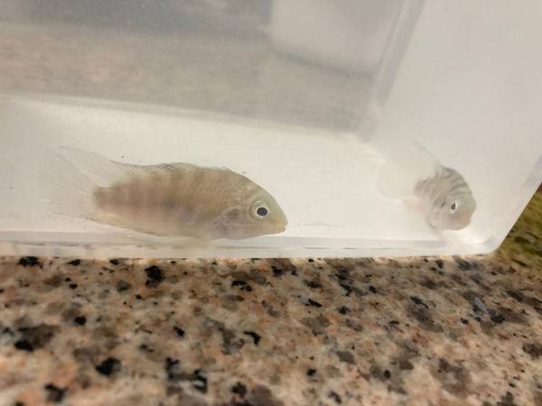 convict cichlid 1