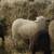Lambs! Wool, Sheep 2 thumbnail