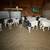 Dorper sheep 1 thumbnail