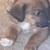 Puppies 5 thumbnail