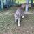 Gray Young Male Cat Needs a New Home 2 thumbnail