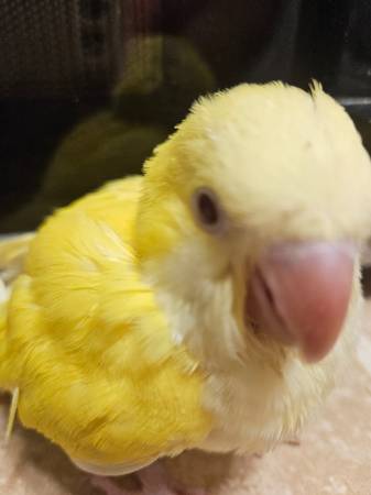 Quakers, Cockatiels and Green Cheek Conures (Marble Hill)63612039800193123