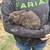 Bunnies 6 thumbnail