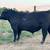 Black Angus Bulls 8 thumbnail