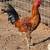 Kelso rooster 4 thumbnail