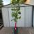 Peach Tree, Persica RedHaven, very healthy 1 thumbnail
