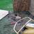 Stump Grinding and Yard Service's 13 thumbnail