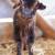 Purebred Nigerian Dwarf Goats (Doelings) 4 thumbnail