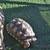 Tortoise 4 thumbnail