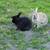 2 bunnies 3 thumbnail