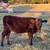 Wagyu 5 thumbnail