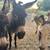 Young mini donkey 3 thumbnail