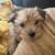 Yorkshire terrier x poodle puppy 2 thumbnail