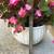 A large flowering begonia plant in a pretty white ceramic pot 5 thumbnail