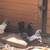 Young Laying Serama Bantam Hens and Rooster 6 thumbnail