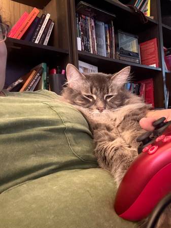 Long haired very affectionate cat (Woodbridge)64673585803523123