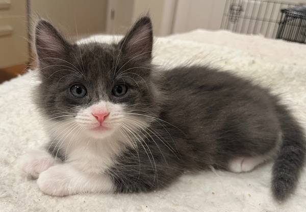 Gatitos dulces disponibles para adoptar (fecha de nacimiento es 18/06/25) (san mateo)63836591396865123
