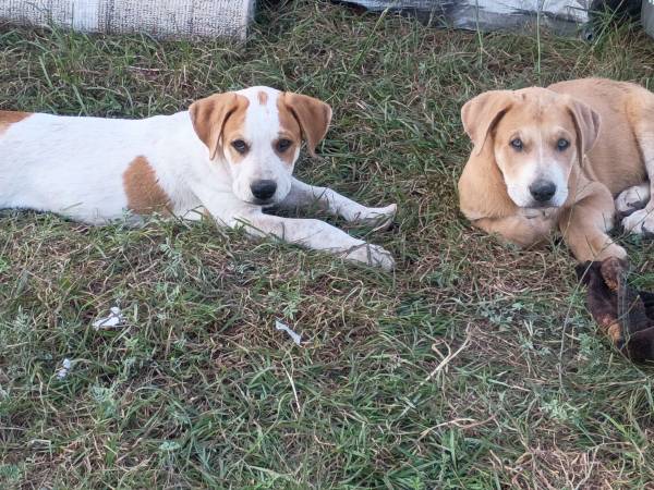 Buscando hogares (Copperas Cove)63839344028801120