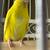 Parakeets 2 thumbnail