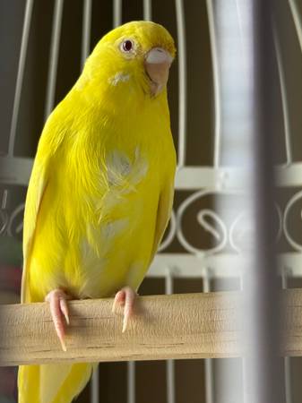 Parakeets549737558725765121