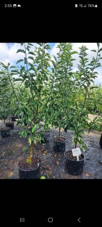 Fruit trees 7gal 5-6' tall all will fruit next season 1