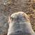 Micro bully 3 thumbnail
