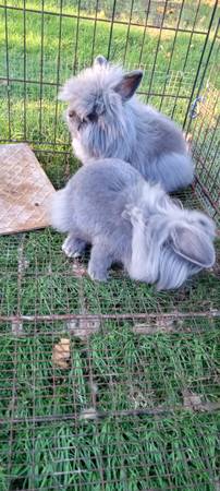 Free rabbit with or without purchase of a cage $25 (Terra Bella)63873028376195122