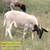 11 Dorper Sheep females, young, Available today 2 thumbnail