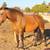 PRE Ancce Andalusian Mare(pregnant) 2 thumbnail