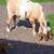 Dapple Goat 1 thumbnail