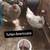 Fertile hatching full breed eggs huevo fertile gallinas 16 thumbnail