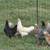 Easter/Olive Egger & Salmon Faverolle Pullets 9 thumbnail