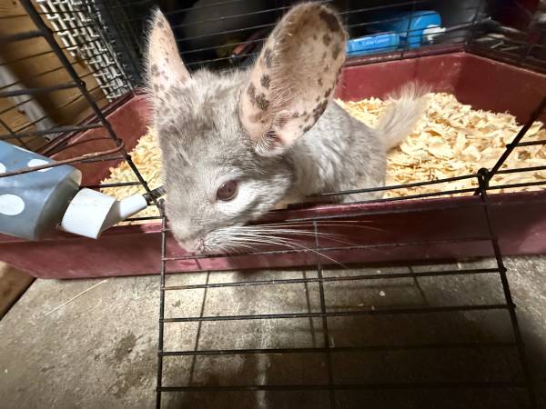 Chinchillas (oakland east)63890025430913122