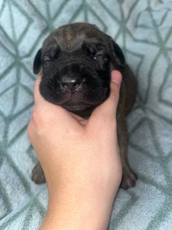 Cachorro Cane corso en adopción (macho) atigrado (Amity)63902987796098123