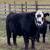 Local Farm Fresh Beef 6 thumbnail