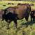 Wagyu cattle 6 thumbnail