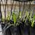 🌴 RARE & COLD-HARDY PALMS — TEXAS GROWN — SHIPPING + DFW DELIVERY! 6 thumbnail