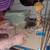Pet rats for rehoming (not snake food) 2 thumbnail