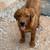 AKC Fox Red English Labrador 12 thumbnail
