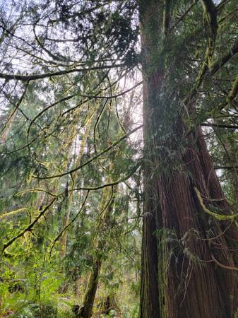 $35 A place to Stay While You Figure Stuff Out? RV, Van, Tent Camping (Woodinville)63910194474115121