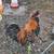 2 free chickens for re-homeing 2 thumbnail