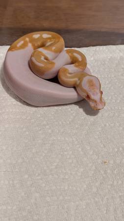 Hatchling Albino Pieds (YONKERS)63887462926339120