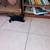 Free female kittens 2 thumbnail