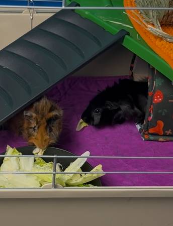 Guinea pigs64048994534145122