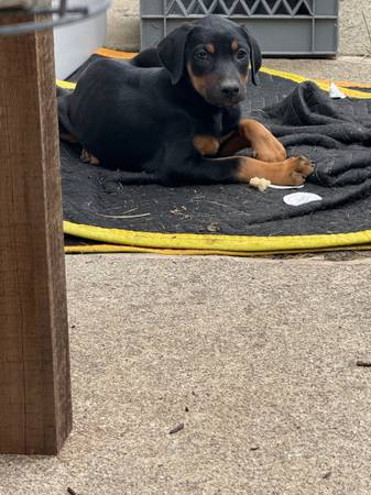 Hembra Doberman (pittsburg / antioch)63890025286401122