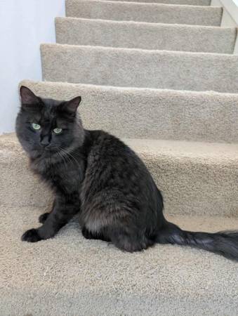 Black Cat (Bothell)63826573599745120