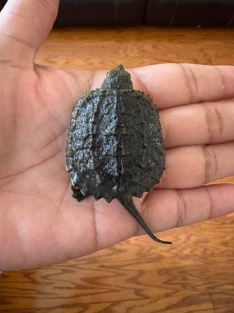 Tortuga bebé mordedora63859313304963121