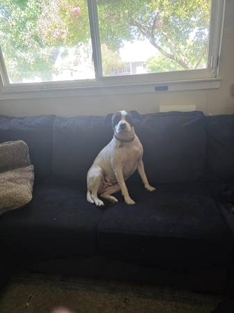 Rehoming Pitbull mix63848875215235121